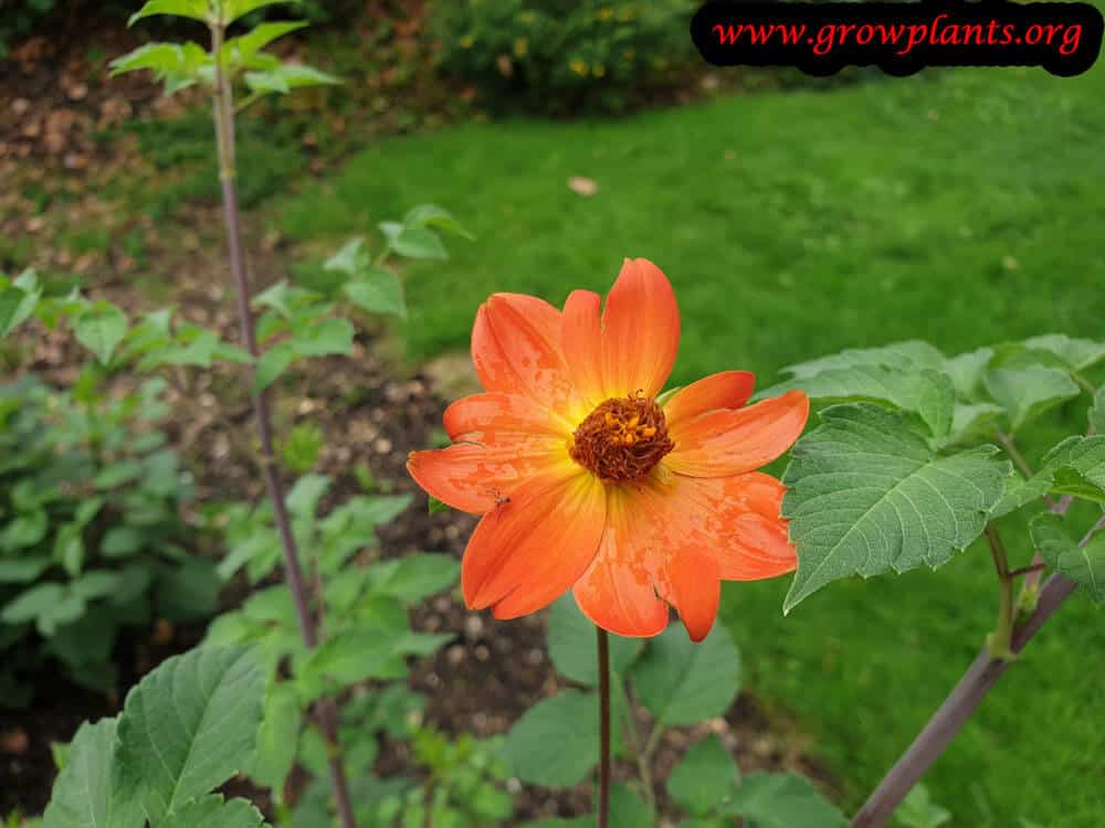 Dahlia coccinea