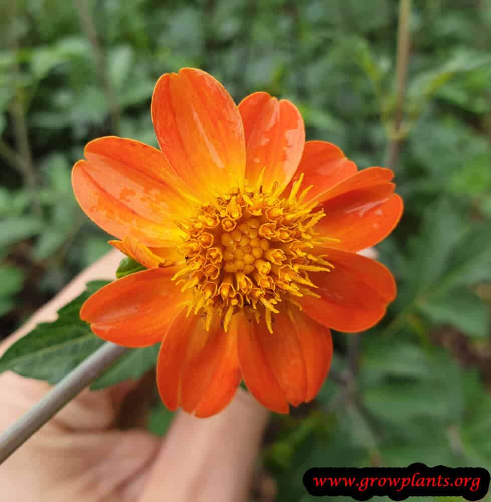 Dahlia coccinea flower