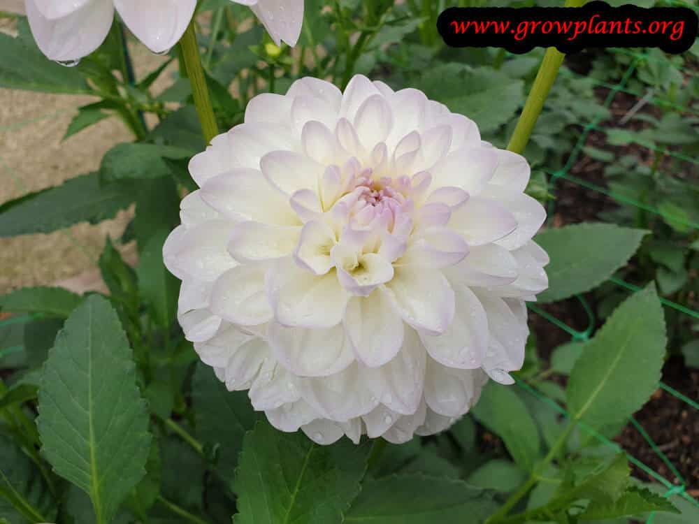 Dahlia evelina