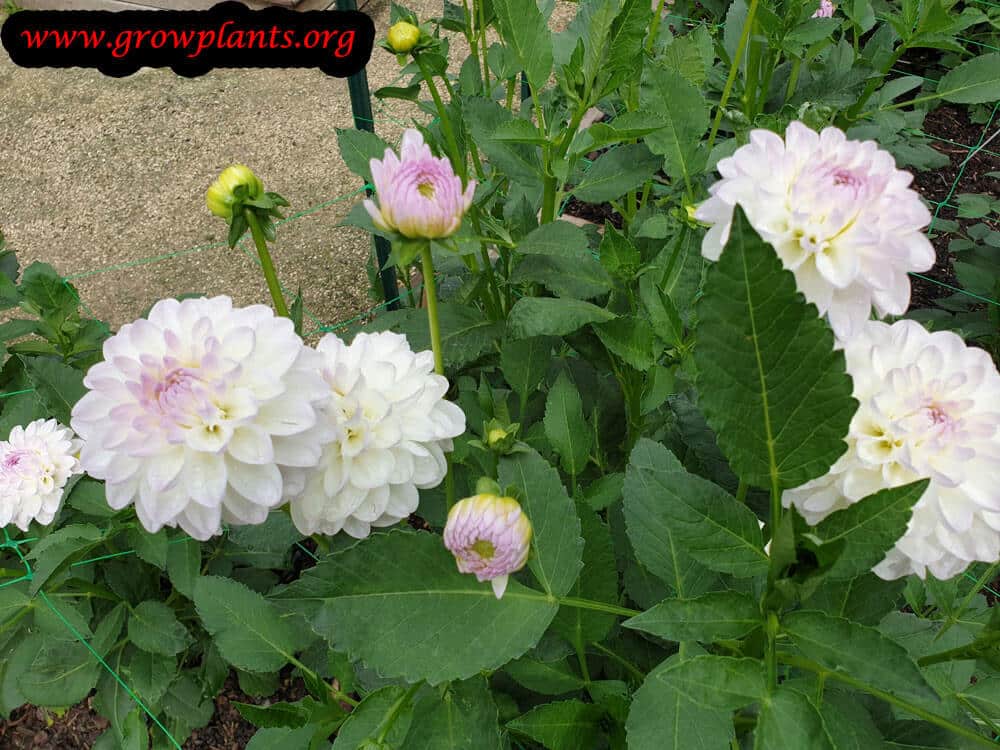 Dahlia evelina plant care