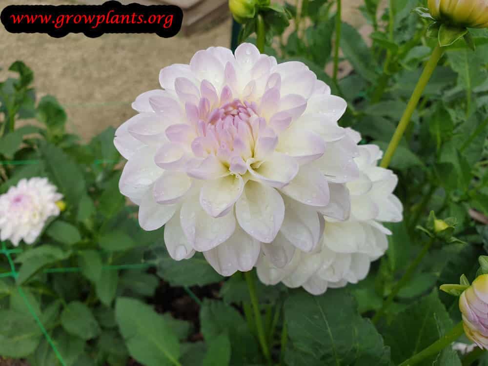 Dahlia evelina flower