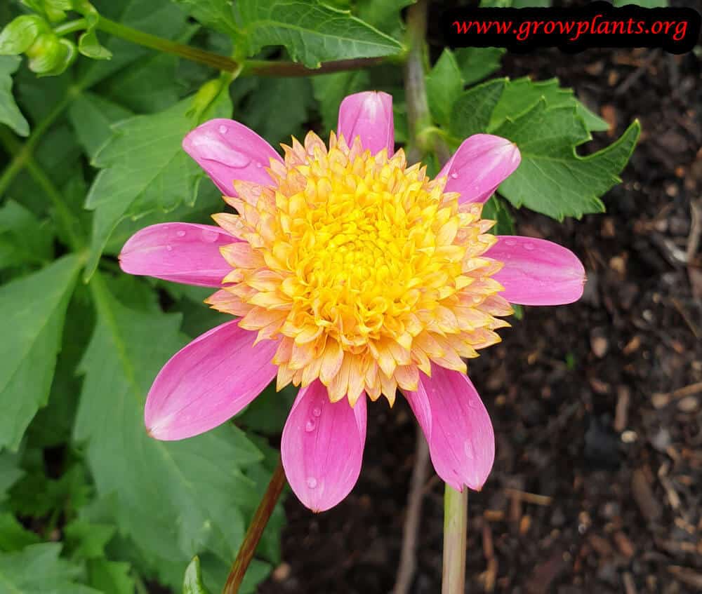 Dahlia Funambule
