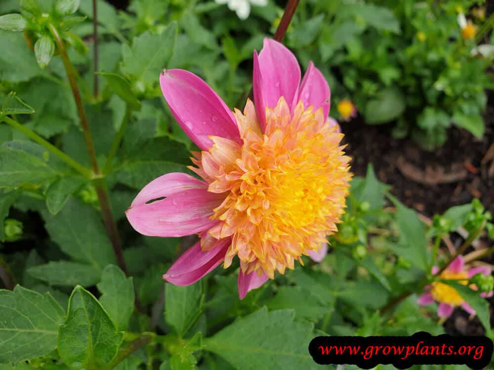 Dahlia Funambule flower