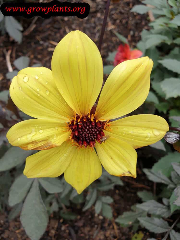 Dahlia mystic ladies knockout