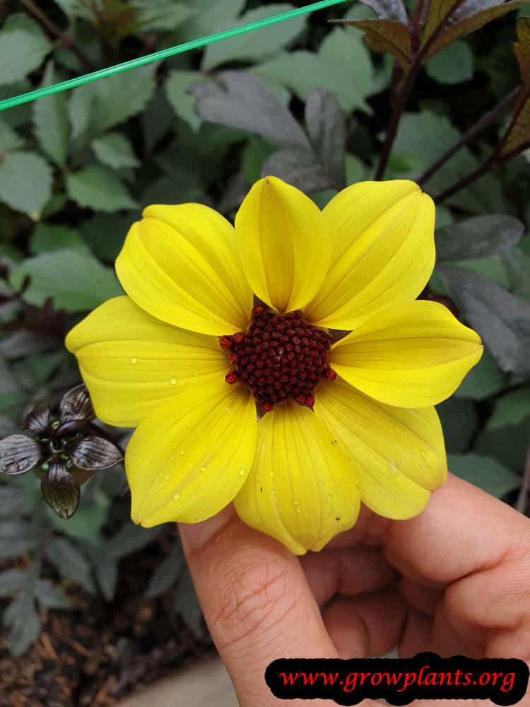 Dahlia mystic ladies knockout flower