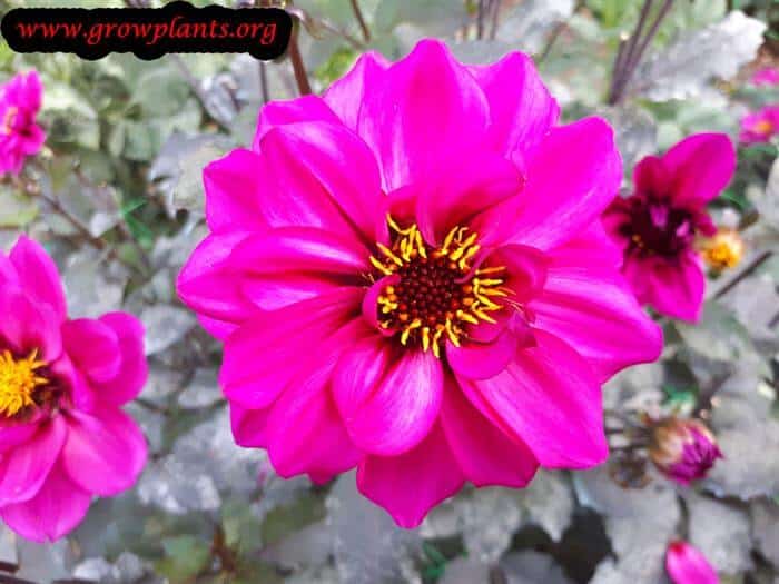 Dahlia nirvana