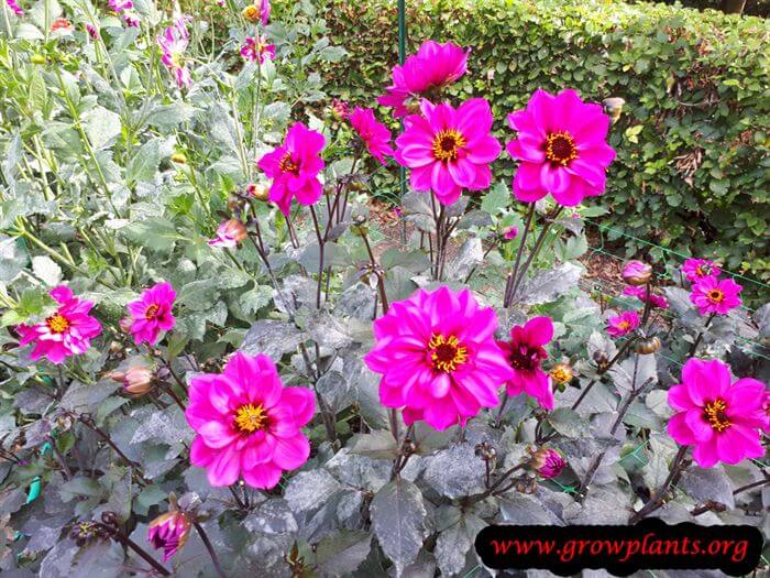 Dahlia nirvana plant care