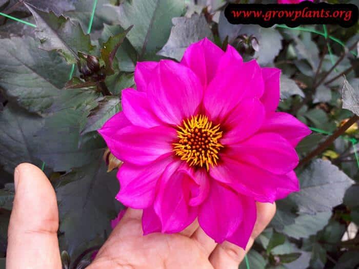 Dahlia nirvana flower
