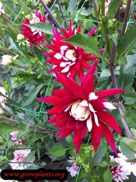 Dahlia rebeccas world