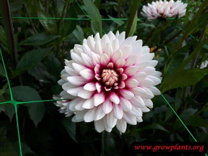 Dahlia rebeccas world flower