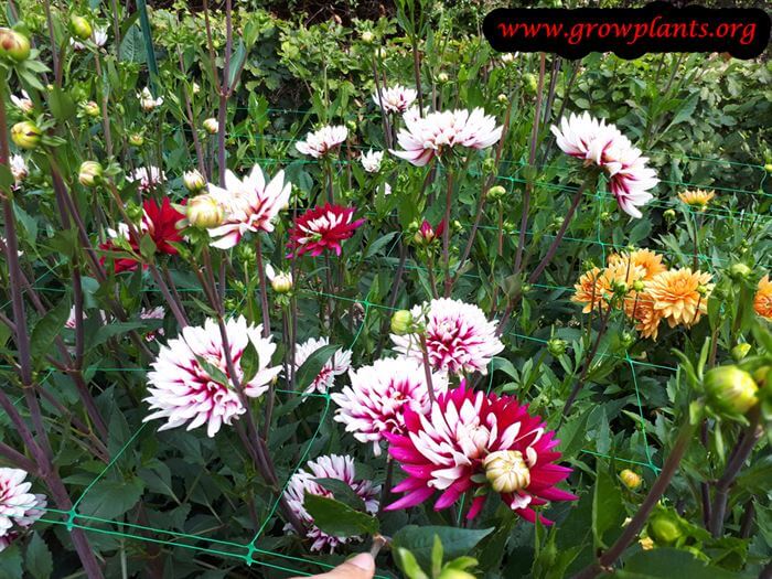 Dahlia rebeccas world plant care