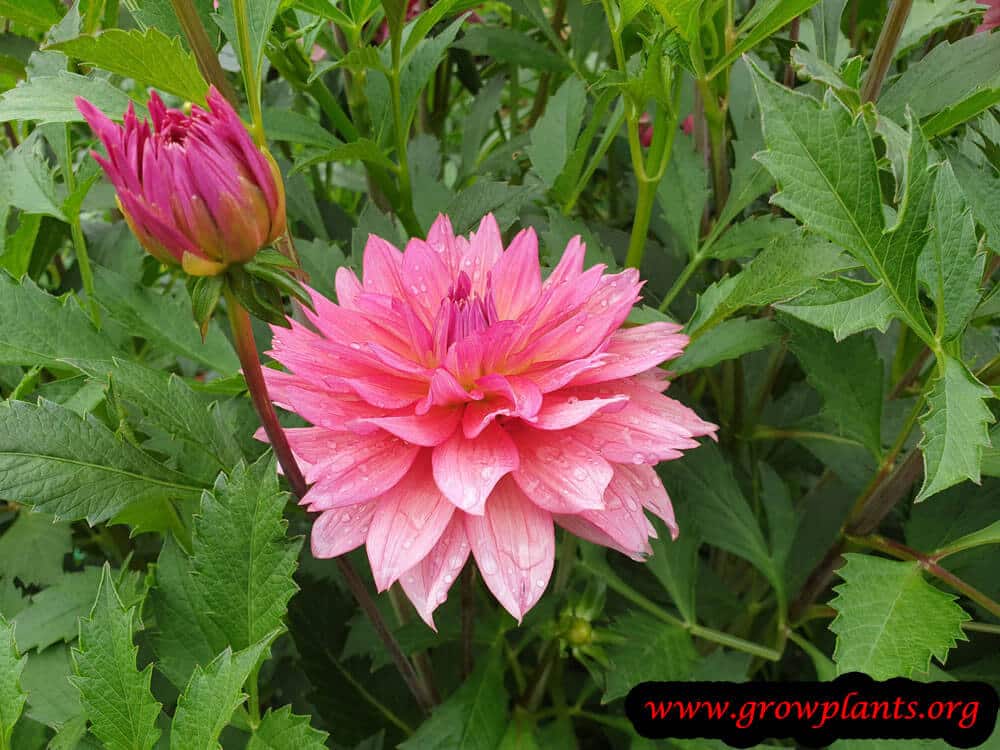 Dahlia samantha plant care and grow