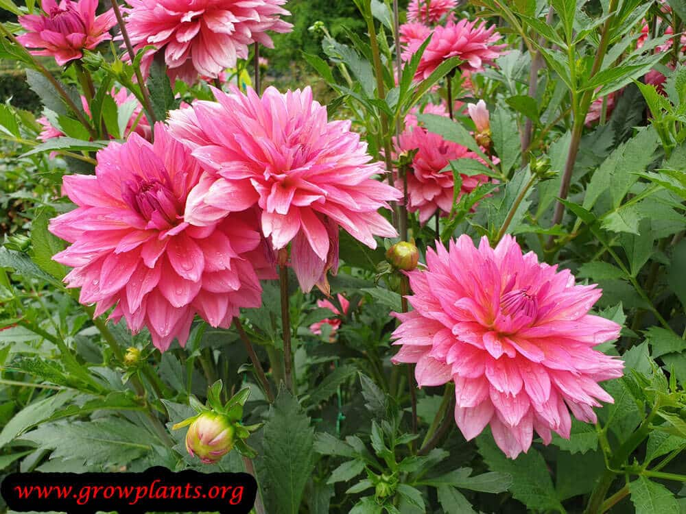 Dahlia samantha plant