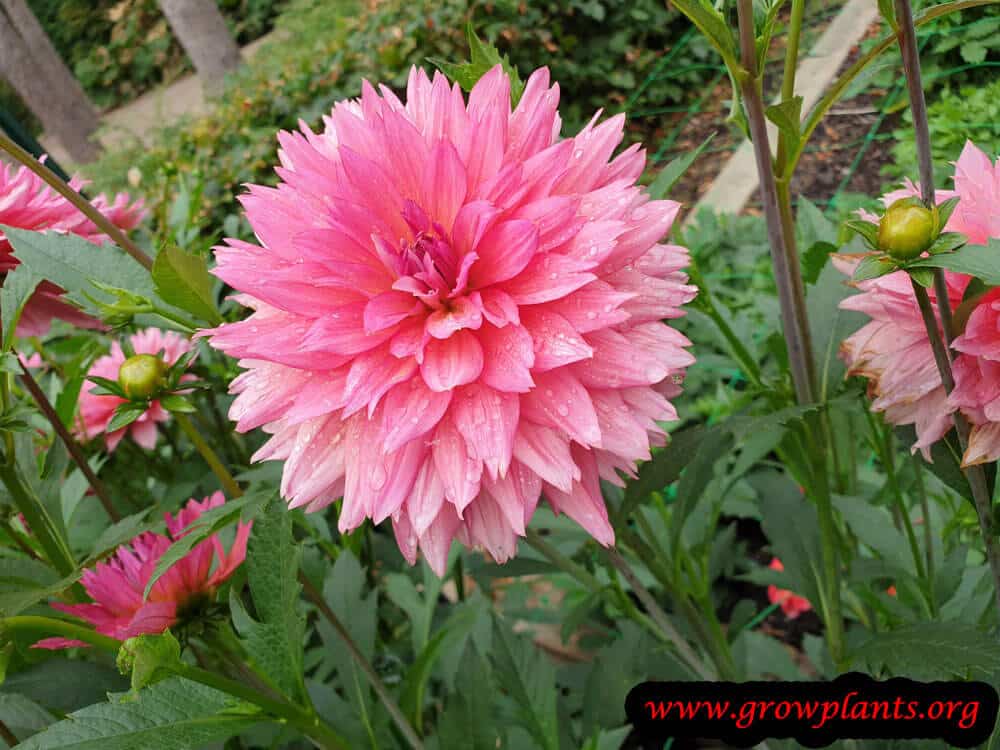 Dahlia samantha plant instruction