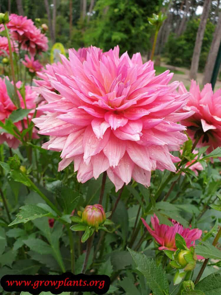 Dahlia samantha growing instruction