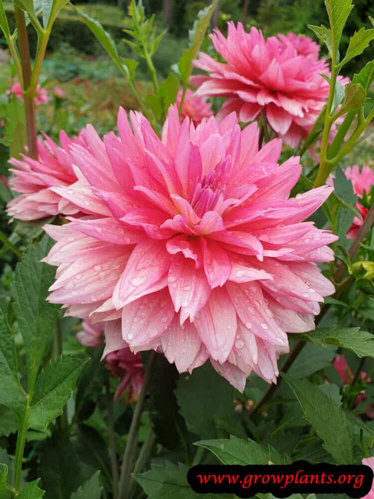 Dahlia samantha blooming