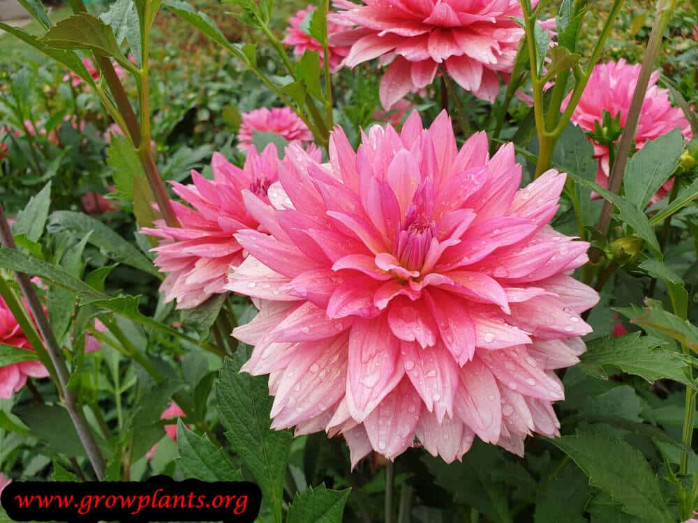 Dahlia samantha bloom information