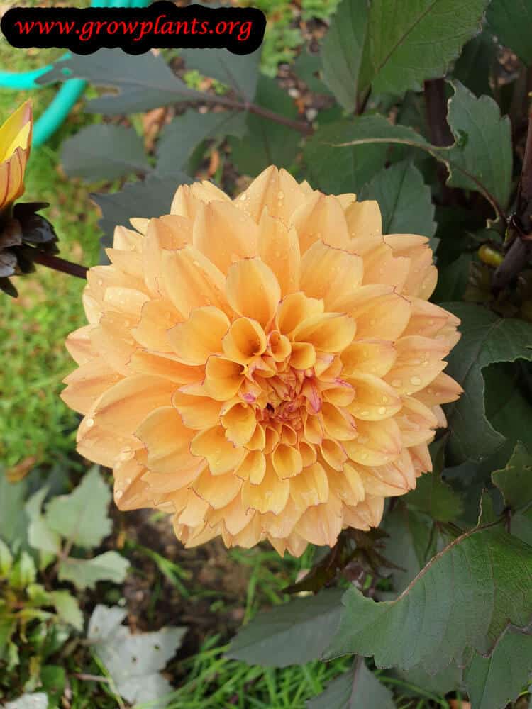 Dahlia vendee globe flower