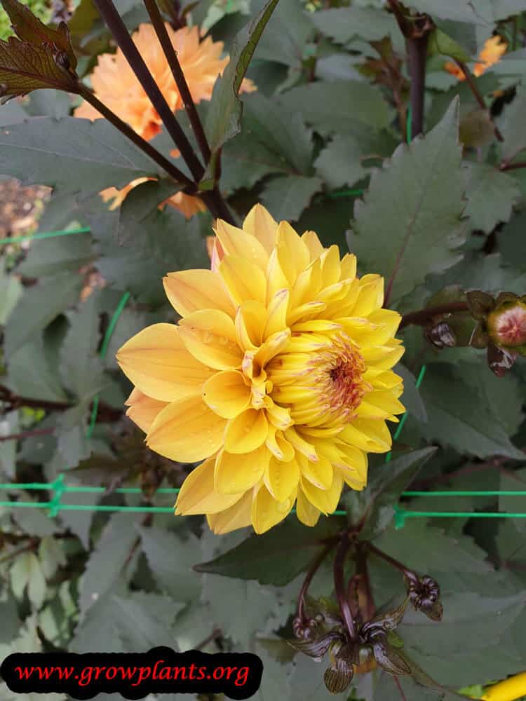 Dahlia vendee globe plant care