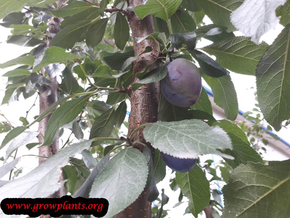 Damson plum How to grow & care
