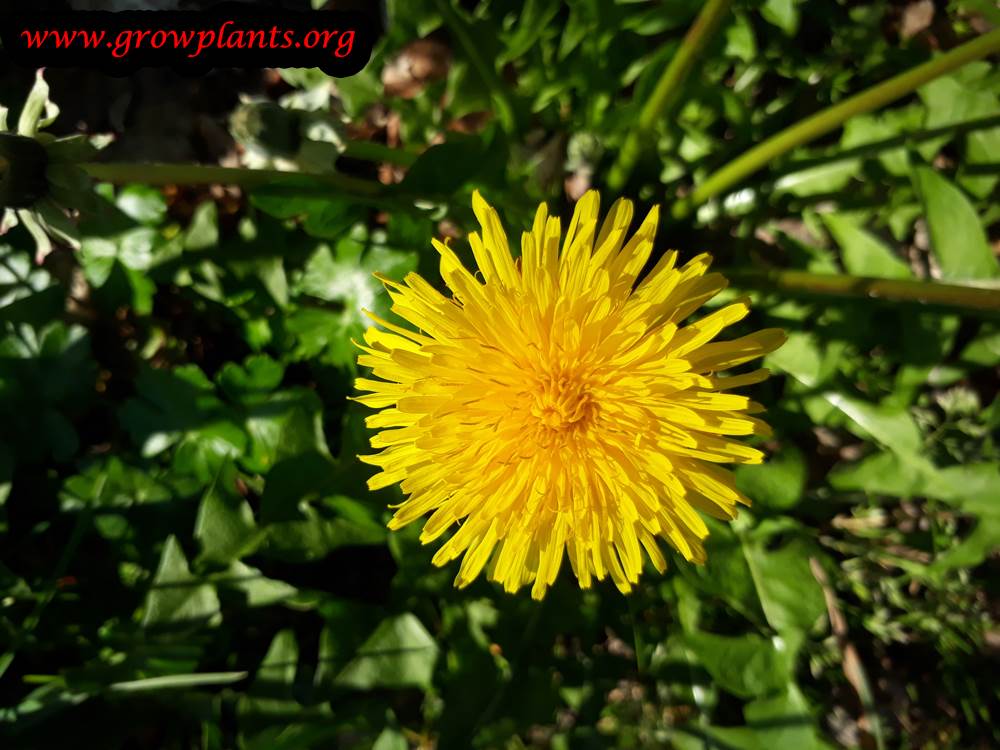 Dandelion How to grow & care