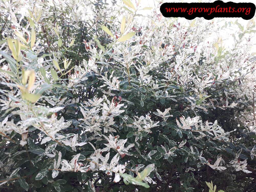 Salix integra plant leaves