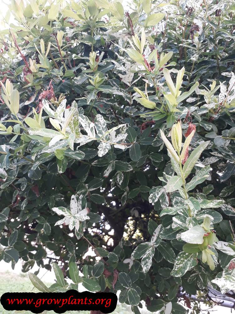 Salix integra