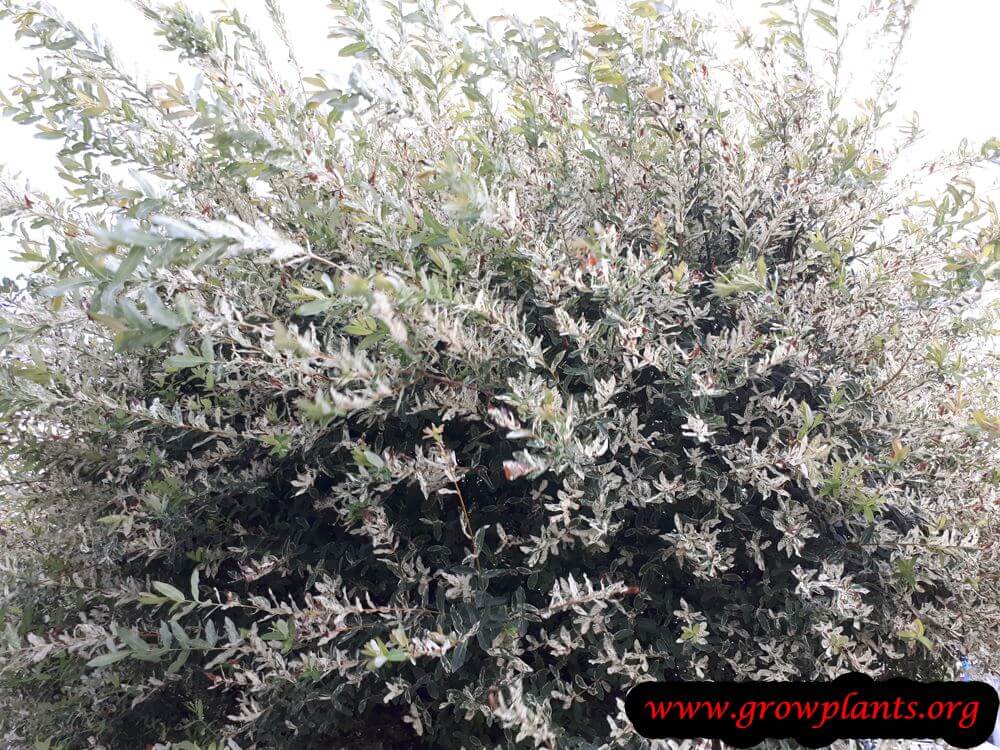 Salix integra plant