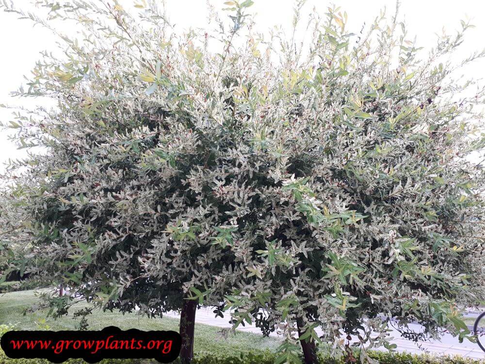 Salix integra plant care