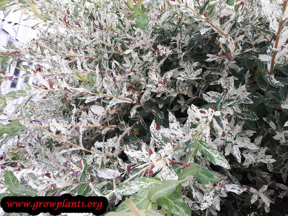 Growing Salix integra plant