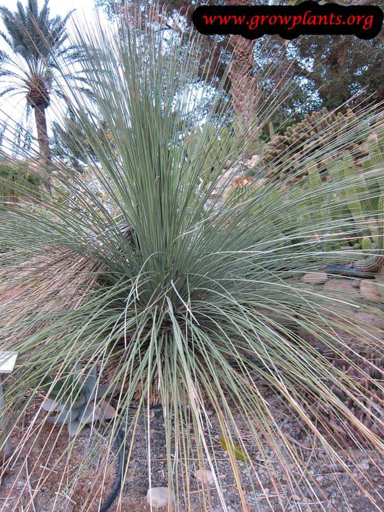 Dasylirion longissimum