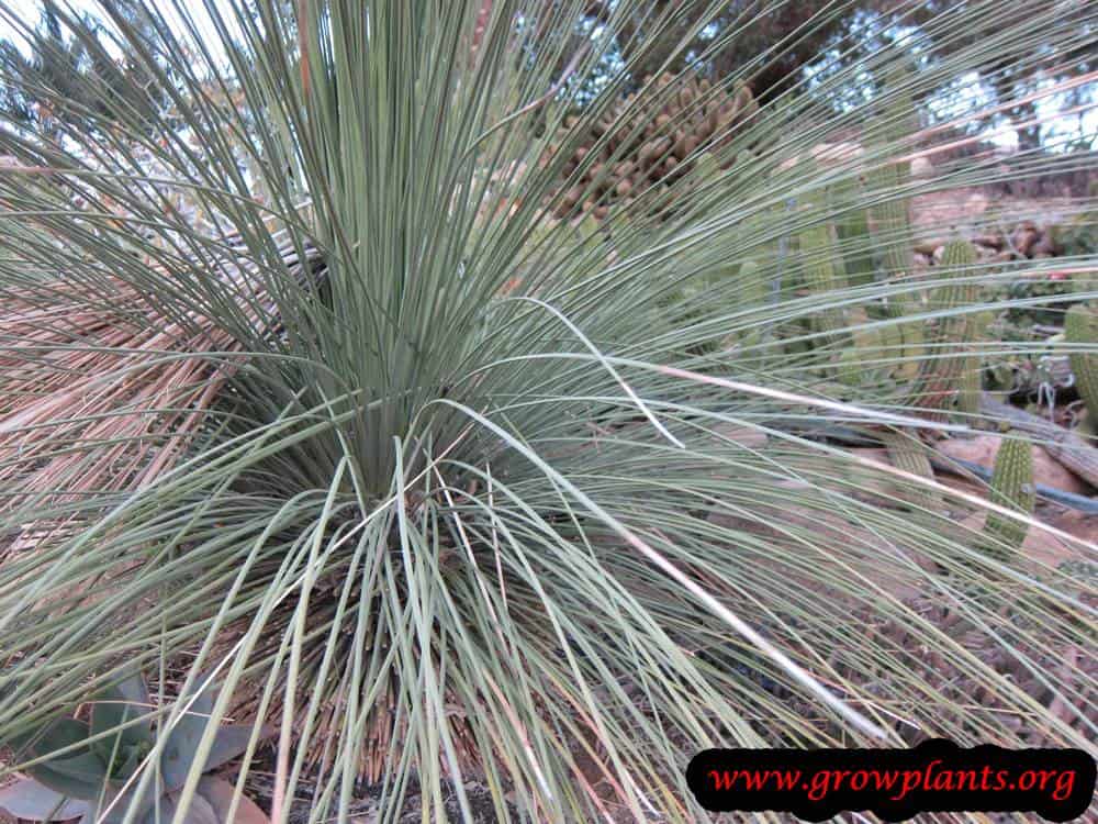 Growing Dasylirion longissimum