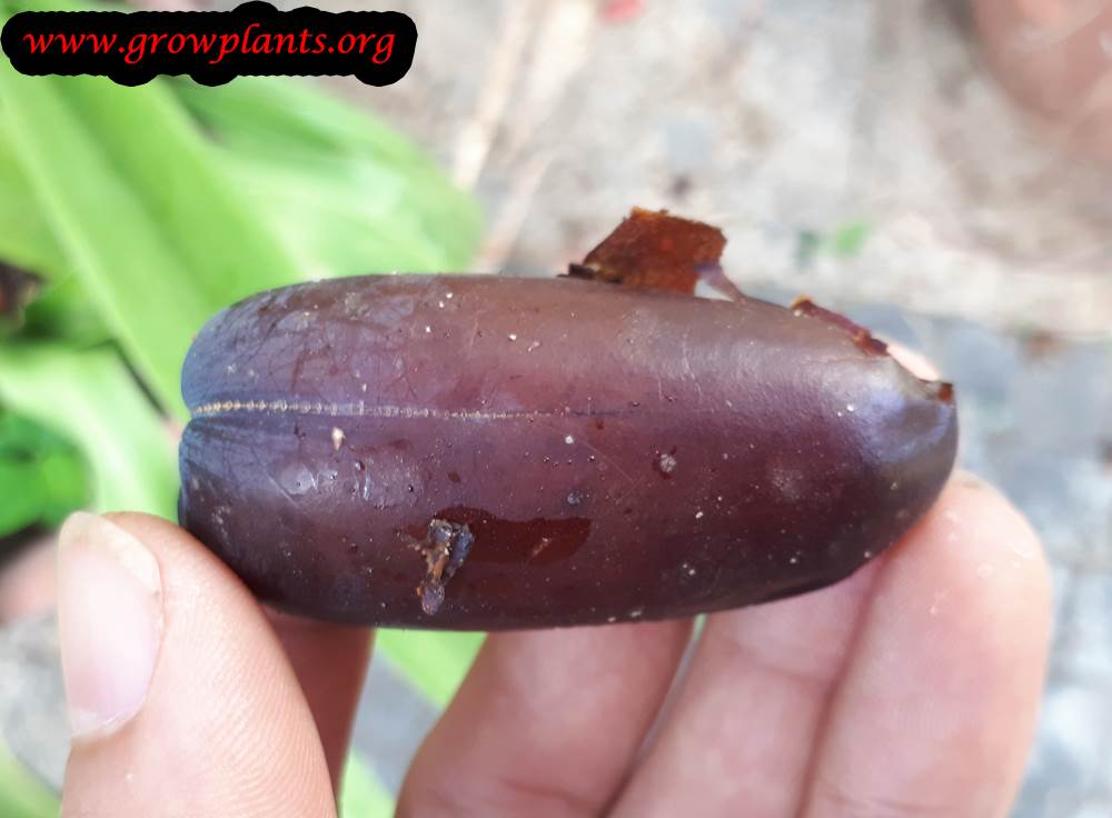 Date palm tree fruit