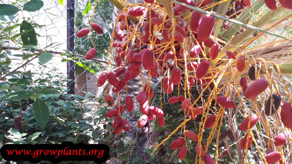 Date palm tree care