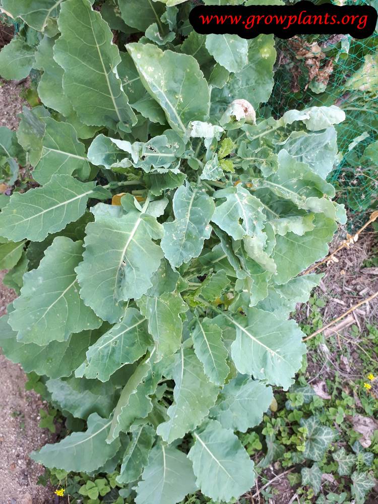 Daubenton Kale