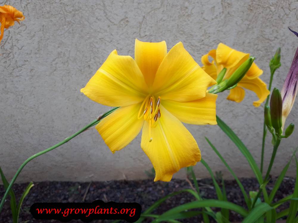 Daylily flower