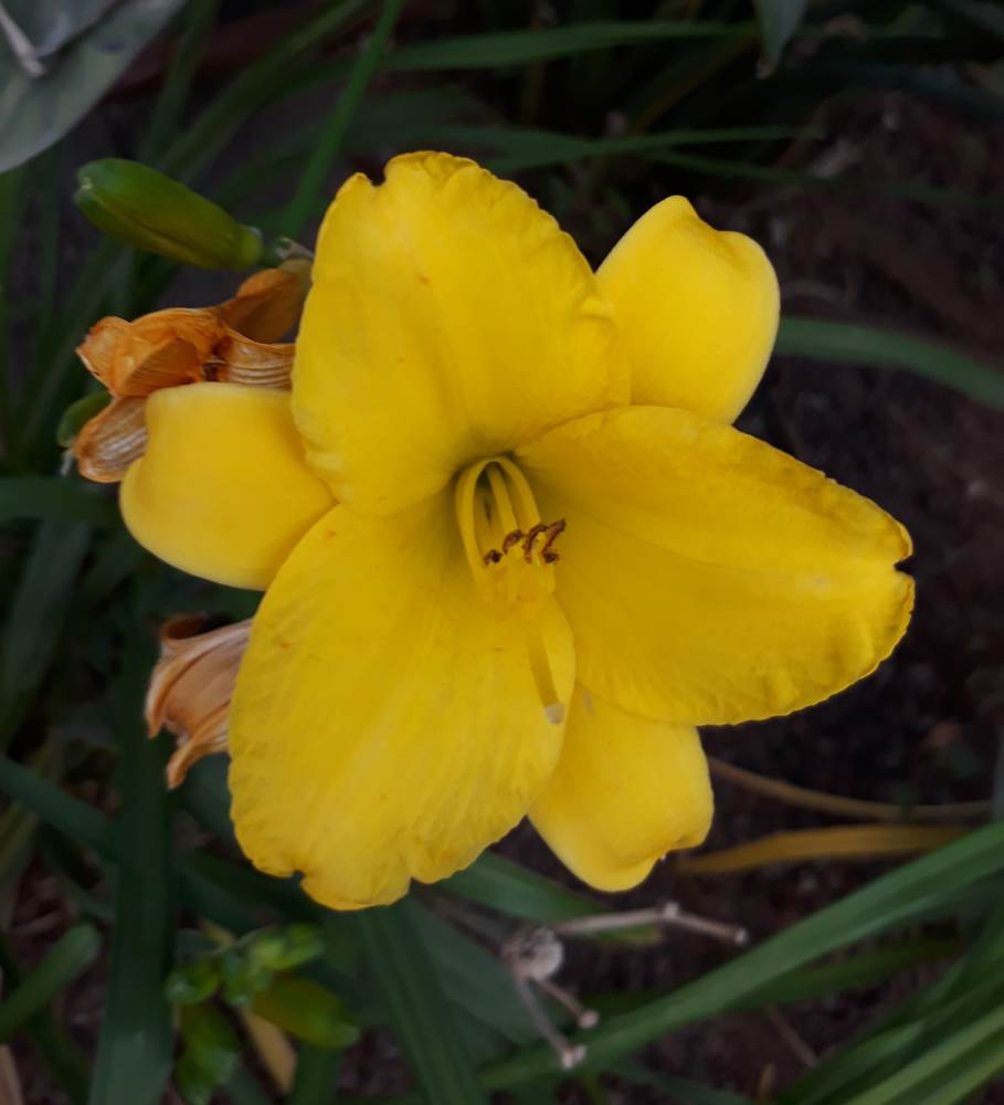 Daylily plant