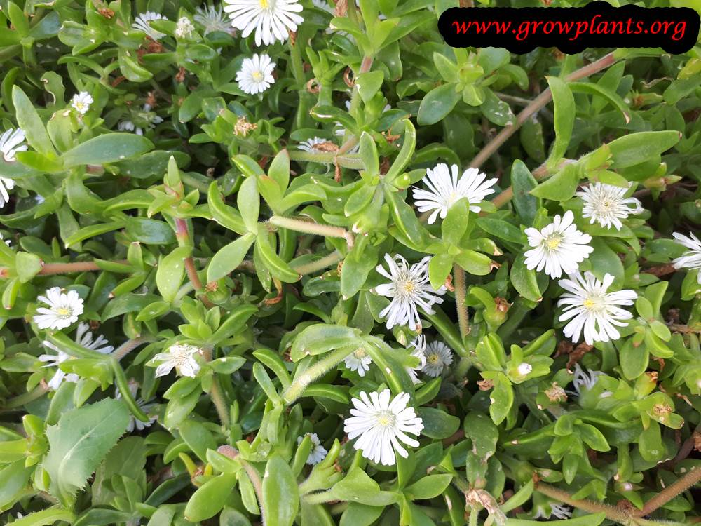 Delosperma Osberg
