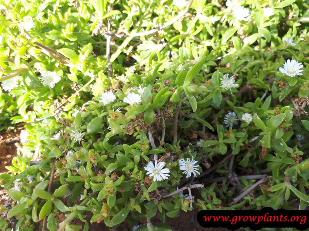 Delosperma Osberg plant care