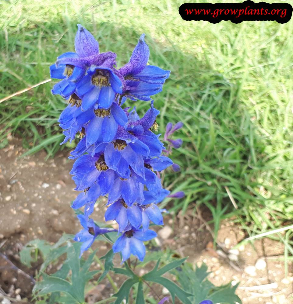 Delphinium speciosum