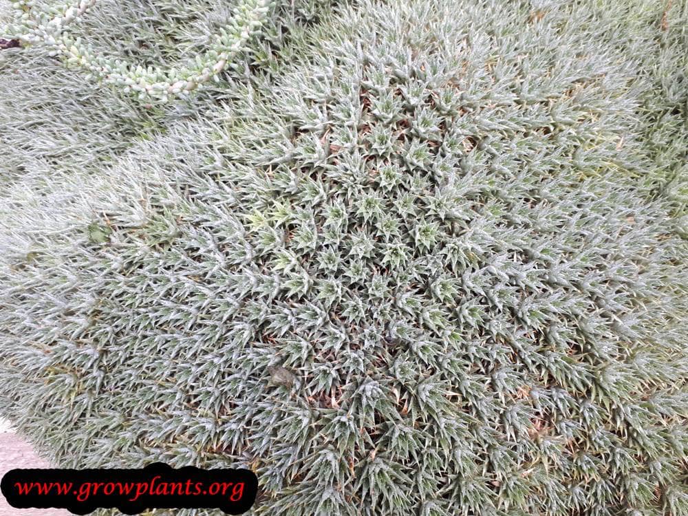 Deuterocohnia brevifolia