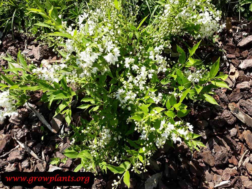 Deutzia gracilis