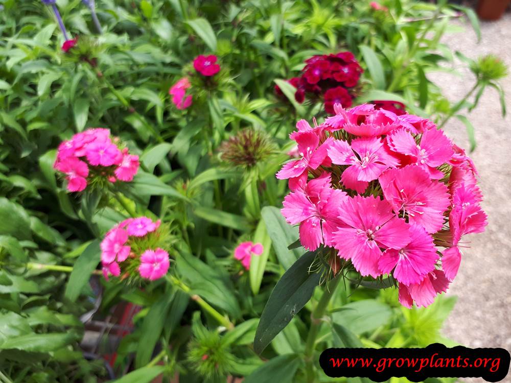 Dianthus barbatus blooming season