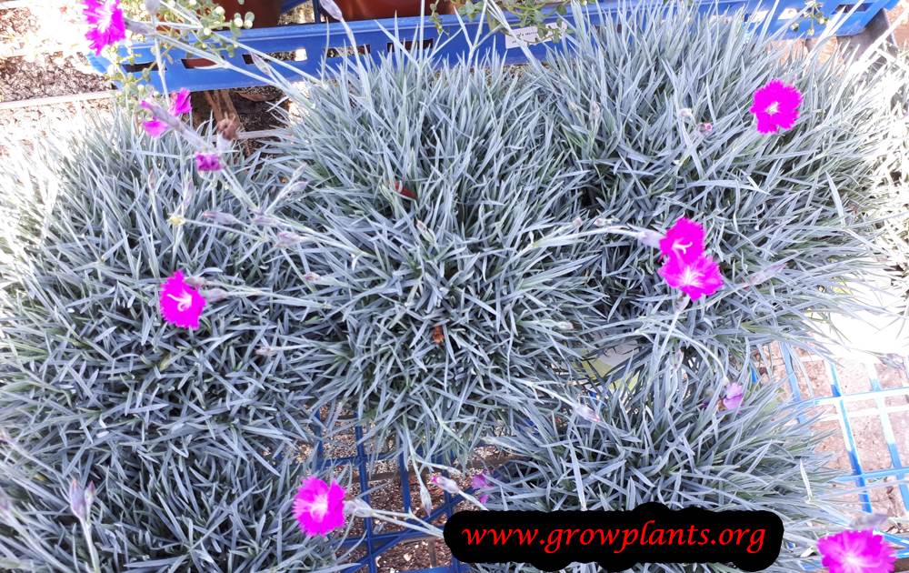Dianthus gratianopolitanus plant care