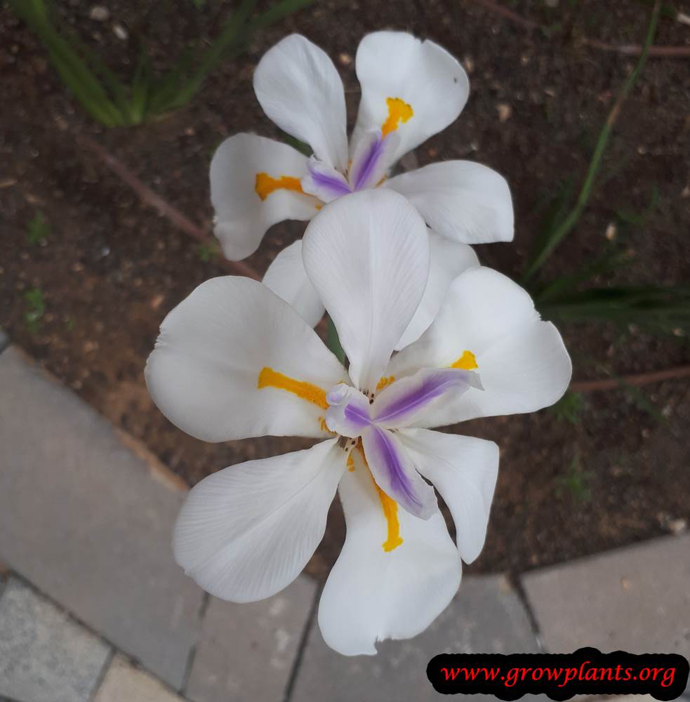 Dietes grandiflora bloom season