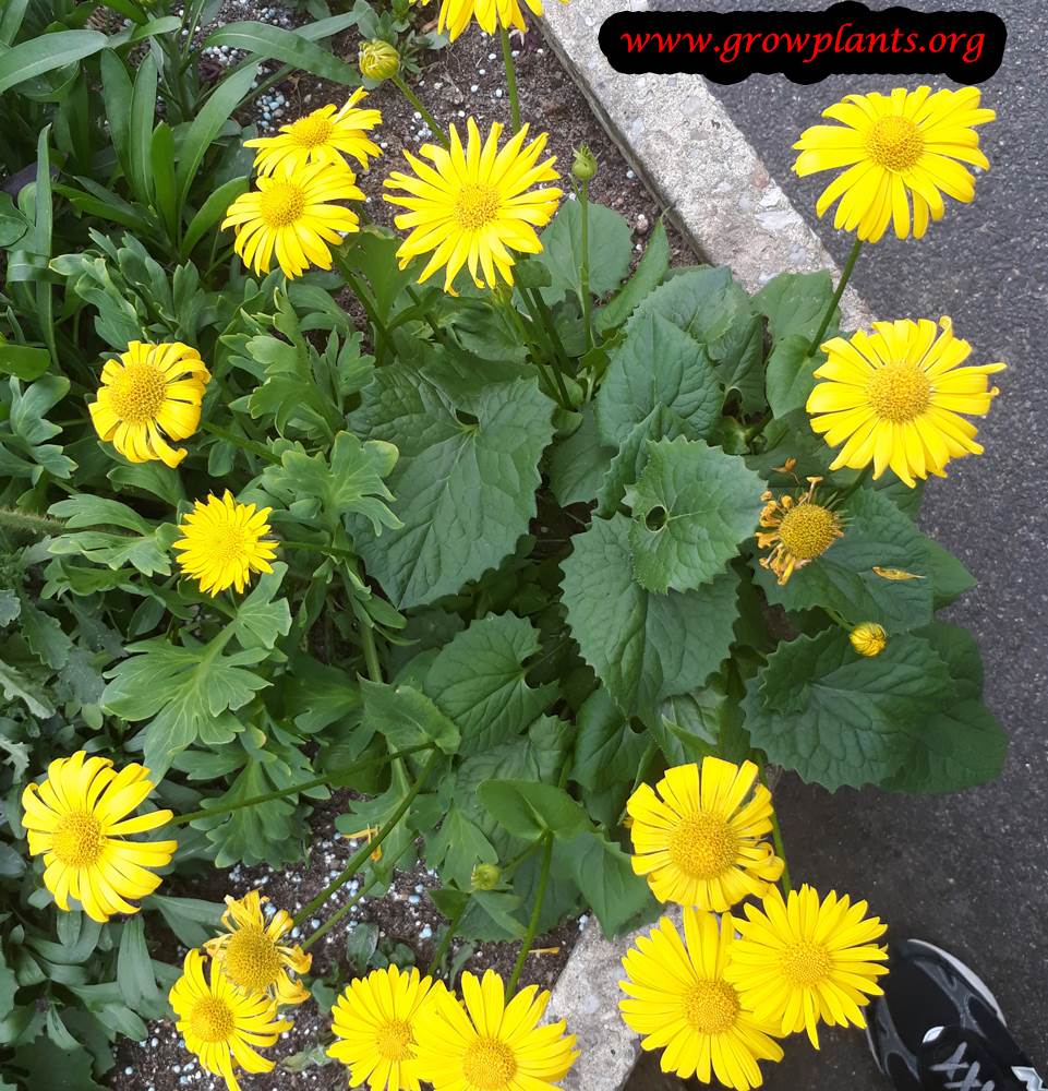 Doronicum orientale