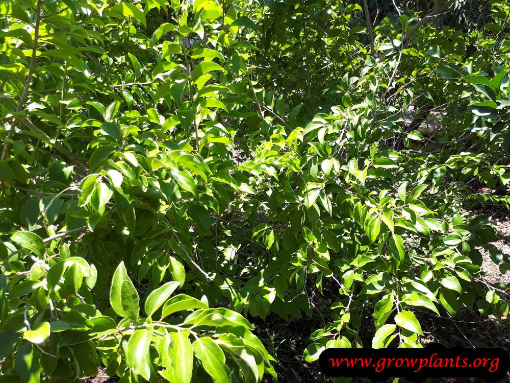 Dovyalis hebecarpa