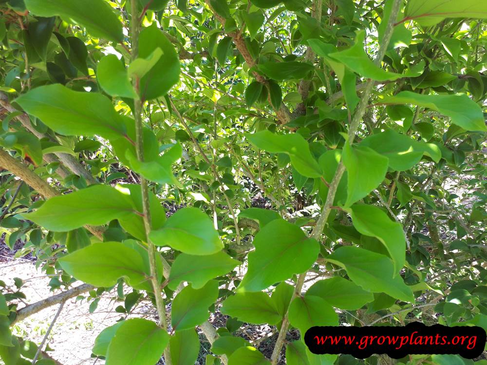 Ceylon Gooseberry