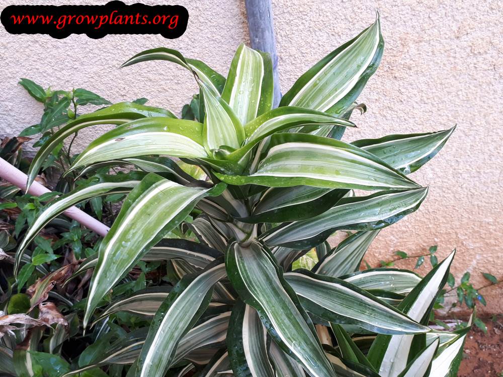 Dracaena fragrans
