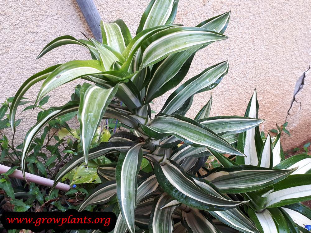 Dracaena fragrans plant care